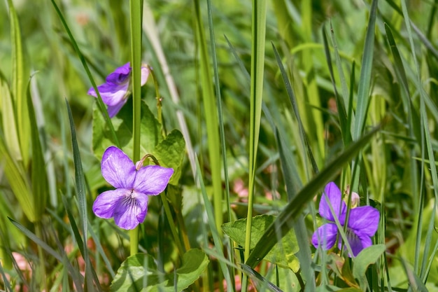 Viola ist eine Pflanzengattung aus der Familie der Veilchengewächse (Violaceae).