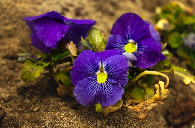 Viola lila Blumen