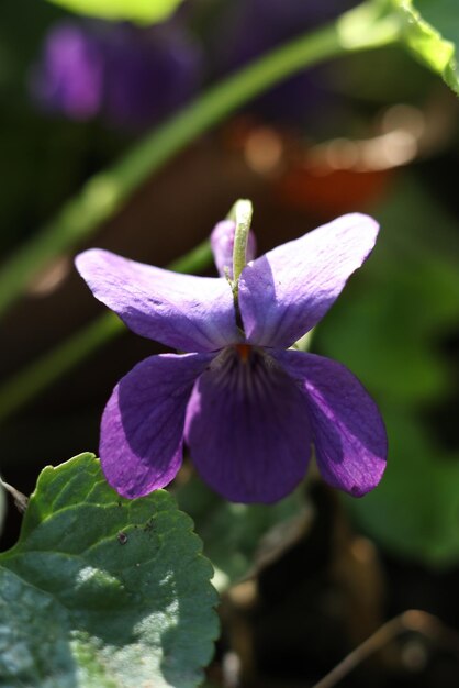 Viola odorata, comúnmente conocida como violeta de madera, es una especie de planta con flores de la familia Violacea