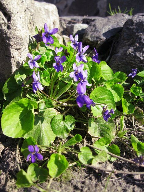 Viola odorata creciendo en primavera