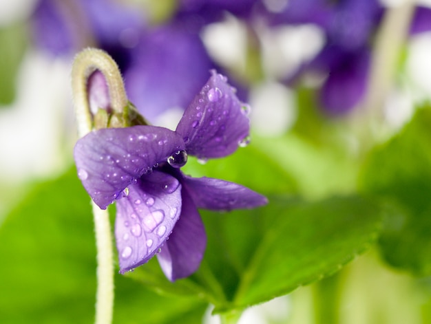 Viola odorata (Süßes Veilchen)