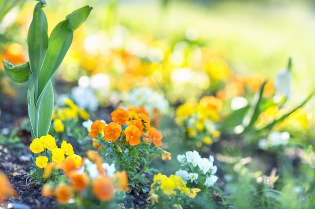 Viola orange Stiefmütterchen blüht im Morgensonnenlicht. Vorfrühlingskonzept. Selektiver, unscharfer Hintergrund.