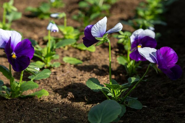 Viola pensamientos azul azul violeta flor que crece en el suelo