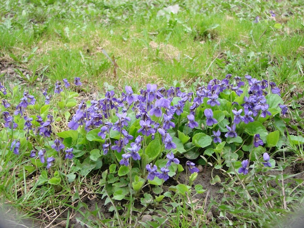 Viola reichenbachiana Planta de viola com flor multicolorida Violeta comum Viola tricolor flores de amor-perfeito