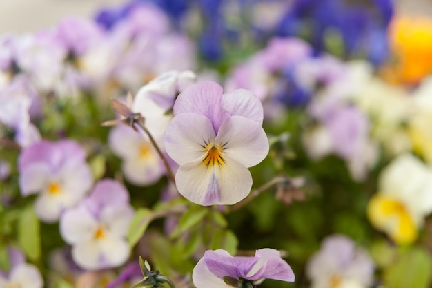 Viola Rose Pink Pansy Flower Fondo borroso con varias flores