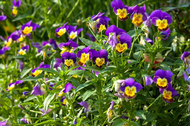 Foto viola tricolor é um tipo de planta híbrida de flores grandes cultivada como flor de jardim