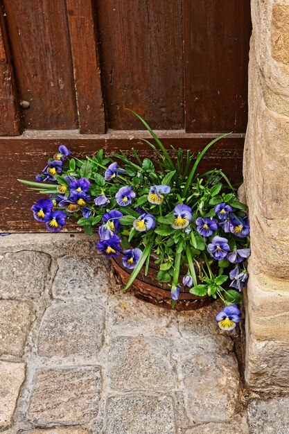 Foto viola tricolor im blumenbeet am haus in der innenstadt von alt-bamberg in oberfranken, bayern, deutschland. sie wird auch alte hofhaltung genannt.