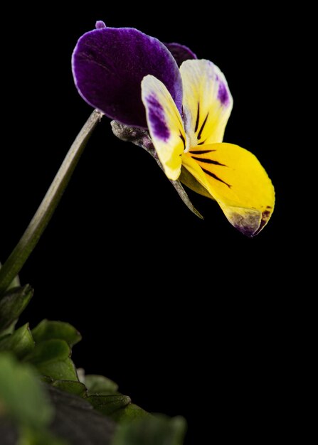 Viola tricolor lat Johnny Jump up o Viola cornuta lat Horned Violet aislado sobre fondo negro