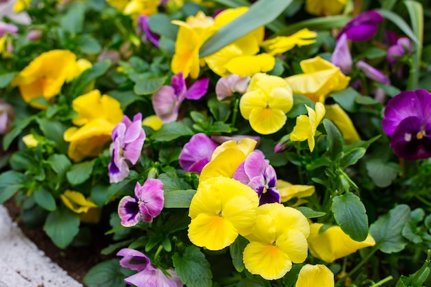 Viola tricolor var. hortensis. Lanza flor corta. Hojas de color verde oscuro. Flores en las hojas, hermosos ojos florecientes. Fondo de flores de dos colores