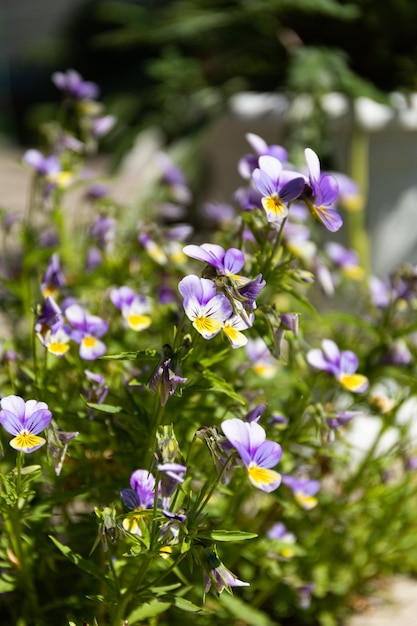 Viola vittrocchiana mariposa ist allgemein bekannt als Stiefmütterchen Blühende Stiefmütterchen Sunlight Garden