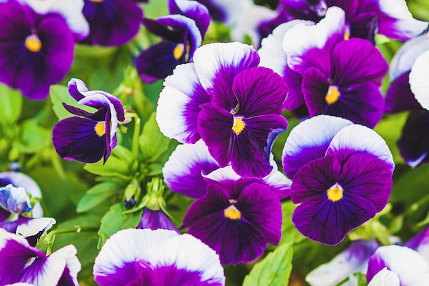 Viola wittrockiana Inspire Plus Beaconsfield cria amores-perfeitos roxos e brancos de flores grandes