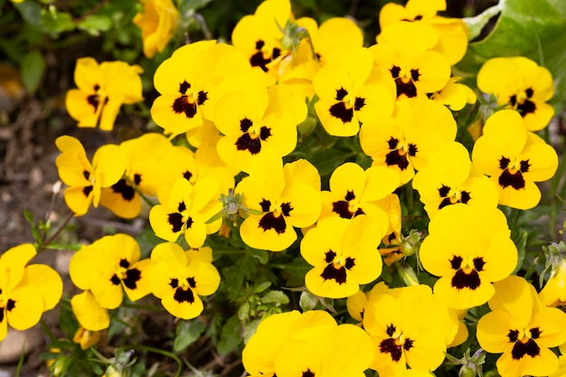 Viola wittrockiana Stiefmütterchen inspirieren gelben Fleck viele Blumen floralen gelben Hintergrund