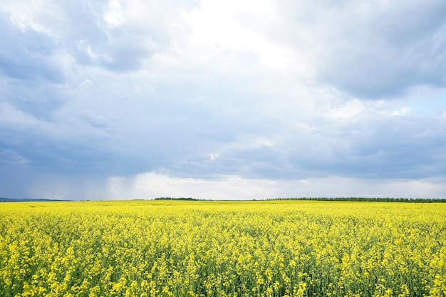 Violación en el campo en verano Campo de canola floreciente Colza floreciente con cielo azul y nubes