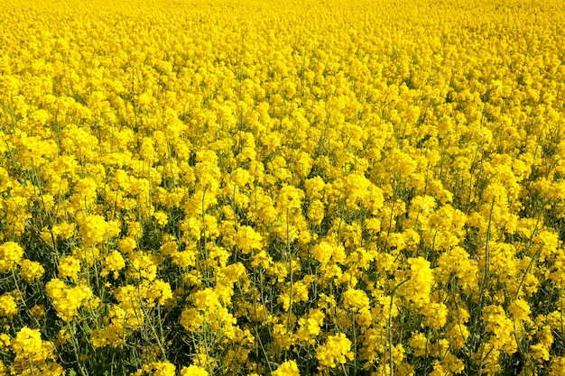 Violación floreciente con flores amarillas