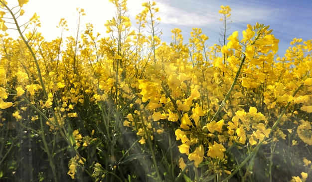 Violación floreciente bajo el sol