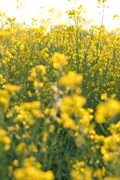 Violación con flores amarillas en el campo de canola Producto para aceite comestible y biocombustible