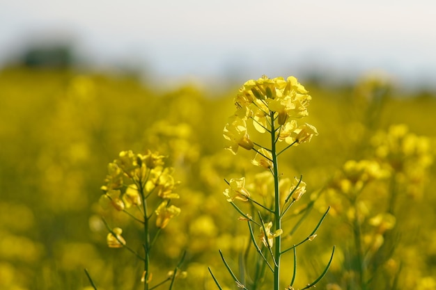 Violación con flores amarillas en el campo de canola Producto para aceite comestible y biocombustible