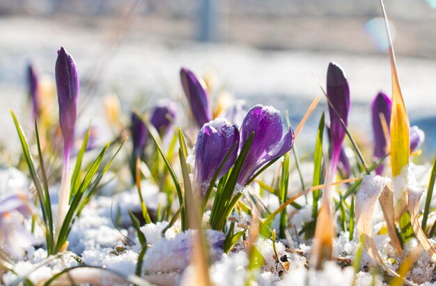 Violet Crocus crece a principios de la primavera a través de la nieve al comienzo de la primavera