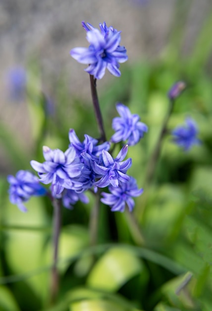 Violet hyacinthus orientalis em um jardim verde