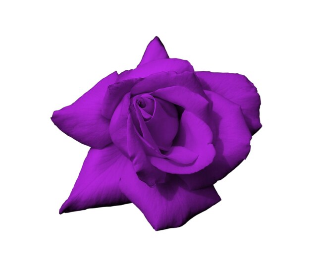 Violet rose closeup isolado em fundo cinza