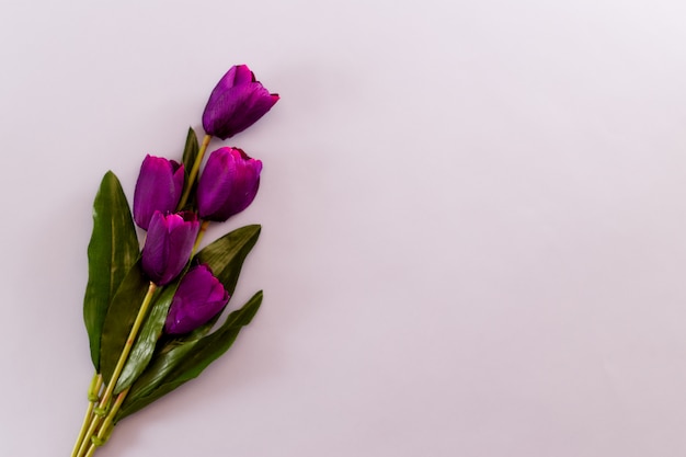 Violet Tulips Flowers-Frühlingshintergrund