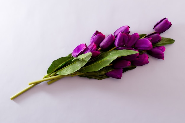 Violet Tulips Flowers-Frühlingshintergrund