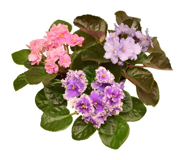 Violeta africana saintpaulia rosa roxo e azul em um pote isolado no fundo branco composição delicada da natureza da flor conceito criativo primavera verão vista superior plana leiga