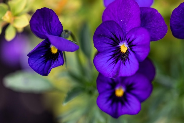 Violeta azul violeta en primavera