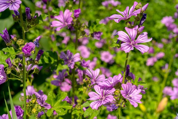 Violeta Común Malva Flor Fondo Botánico Floral Natural