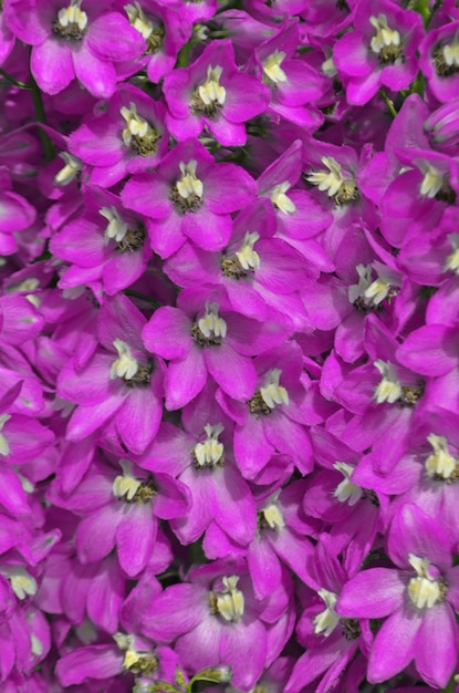 Violeta Delphinium flores floreciendo Delphinium flores perennes Blue delphinium flor