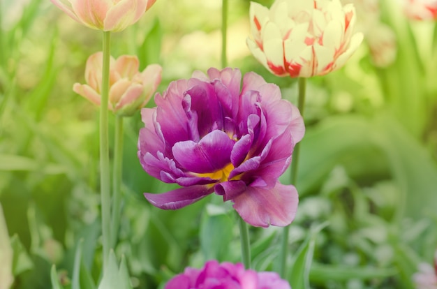 Foto violeta doble colorido hermoso tulipán. tulipán morado como peonía