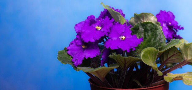 La violeta es una flor casera