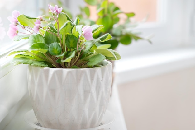 Violeta floresce em vaso de flores no peitoril da janela