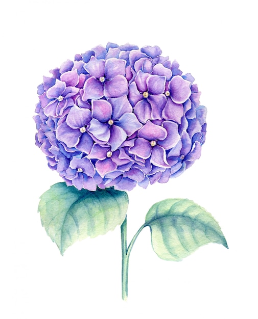 Violeta Hydrangea flor vintage acuarela ilustración botánica