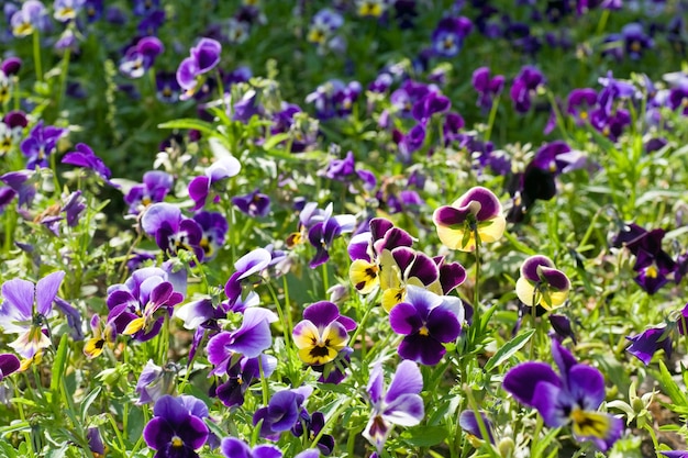 Violeta de jardín "Viola tricolor" con flores (fondo de primavera)