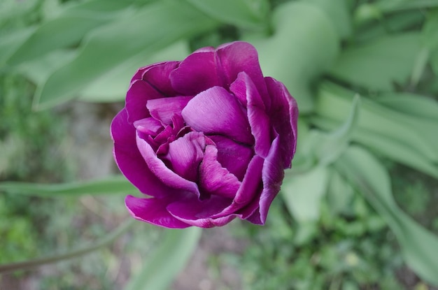 Violeta lila tulipán cerrar Púrpura doble peonía flor tulipán