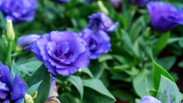 Violeta Lisianthus flor en un jardín.