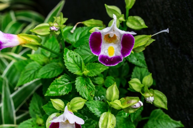 Violeta en la lluvia