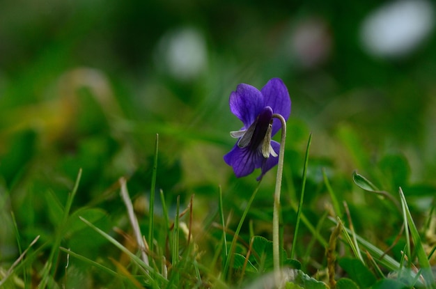 Violeta na primavera