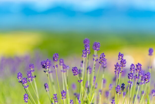 Violeta de primer plano Campo de flores de lavanda en verano día soleado con enfoque suave desenfocado de fondo Furano