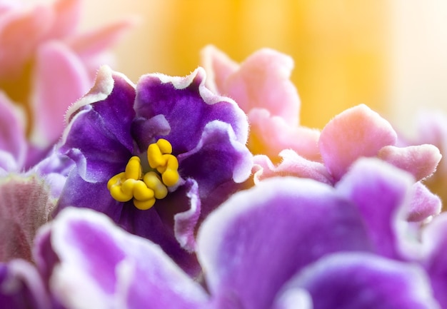 Violeta roxa flores macro violeta