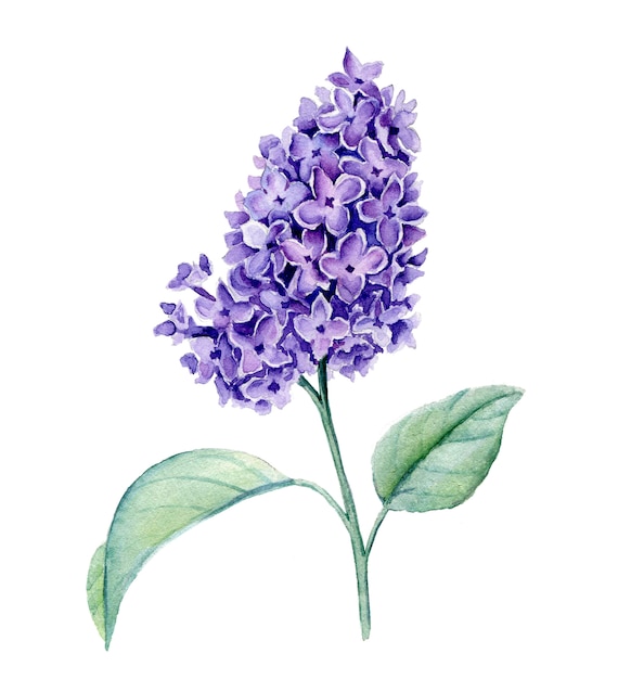 Violeta Syringa rama ilustración acuarela aislado