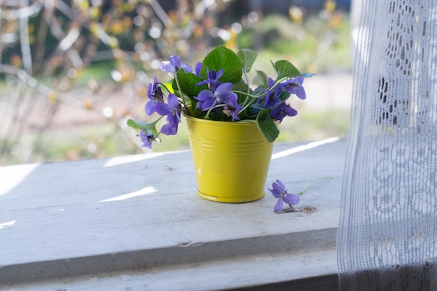 violetas em vaso no peitoril da janela