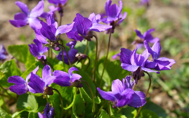 Violetas en flor en el parque.