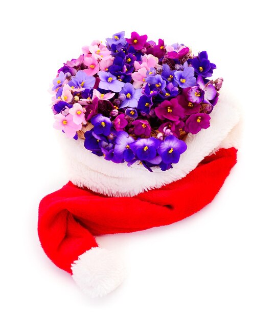 Violetas hermosas flores en basketchristmas