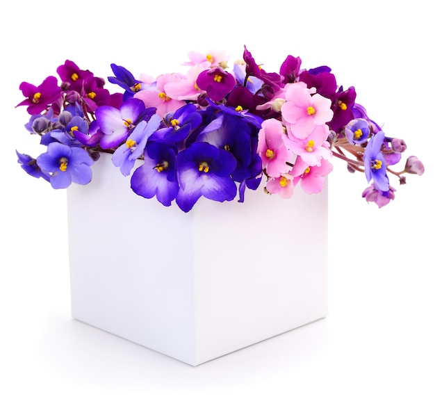 Violetas hermosas flores en boxchristmas