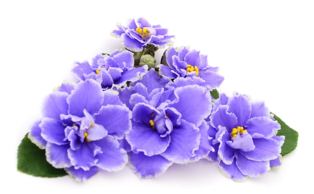 Violetas hermosas flores