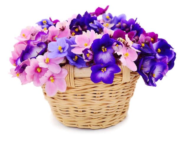 Violetas lindas flores na cesta