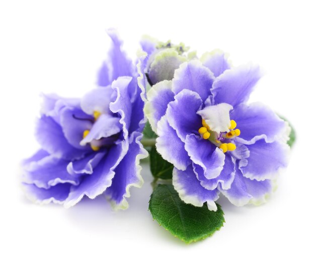 Violetas lindas flores