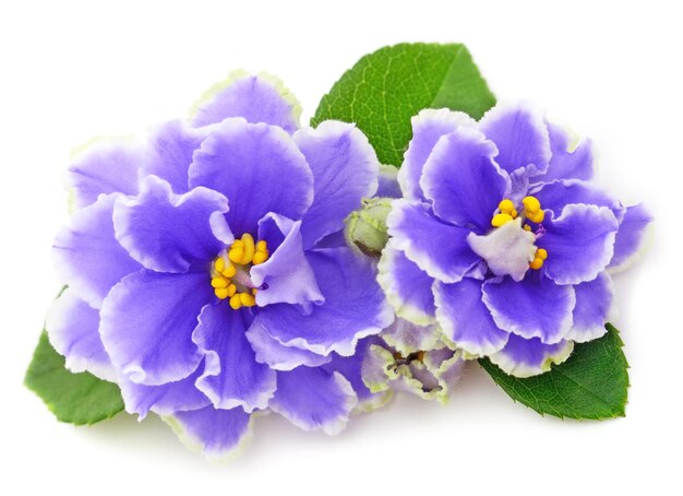 Violetas lindas flores